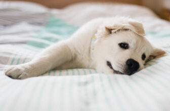 Adopt-a-Pet.com Blog New Puppy Checklist: What to Know Before Adopting a Dog