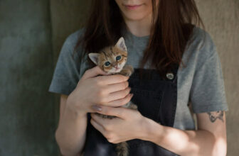 Adopt-a-Pet.com Blog The Top 10 Health Issues In Young Cats That You Should Know About